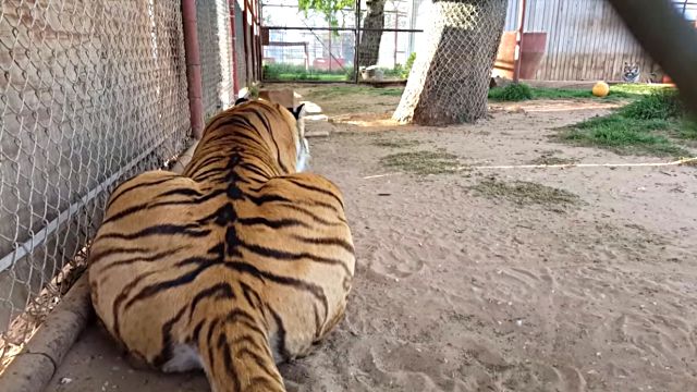 tiger1