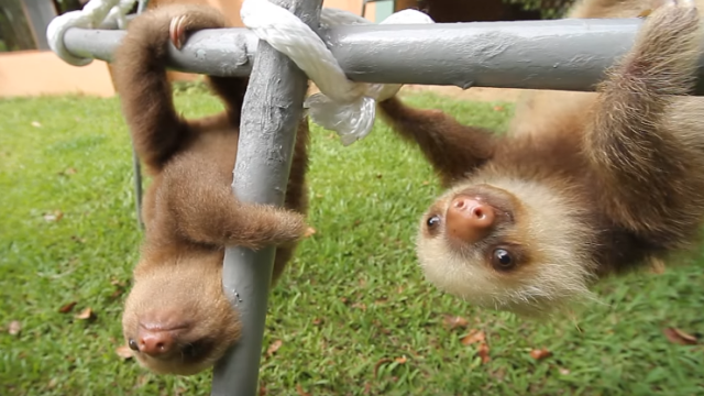 sloth-2_e