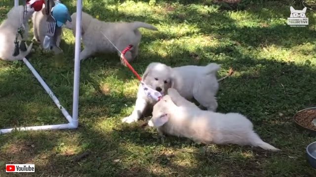 petsntoys3_640