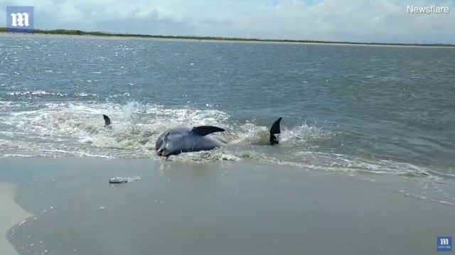 beachingdolphin1_e