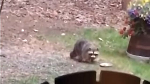 racoonvsbirdfeeder3