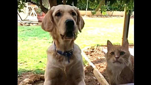 catdog3