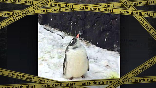 penguinbaby1-frame