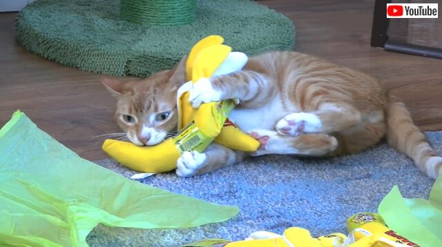 catnipbanana8_640