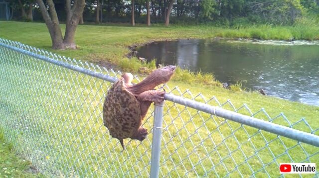 turtleclimbsfence2_640