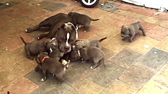 puppies1