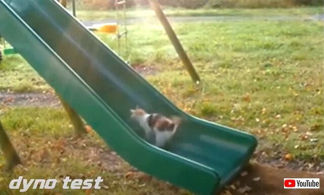 driftingcats1_640