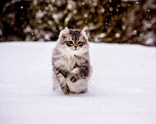 catintheworld22_e