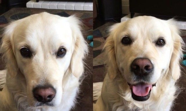 goodboy1_e