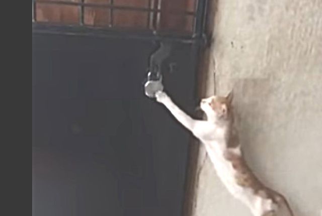 kennyacat1