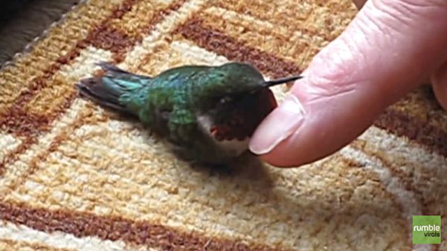 hummingbird2