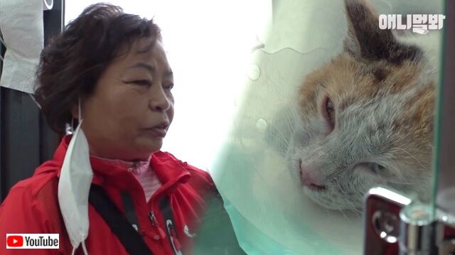 煙突に落ちた野良猫を救え！3週間エサと水を届け続けた女性、救助された猫と家族になる