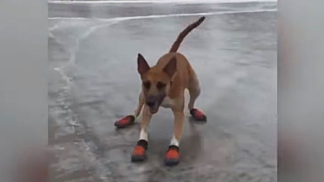 dogsnsnow7