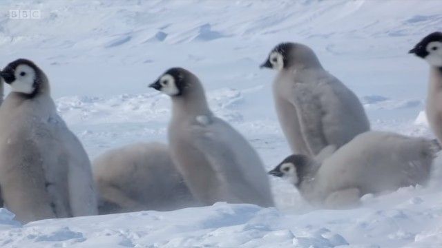 penguinchicks2_e