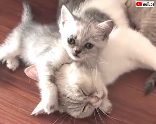 momnkitten5_640