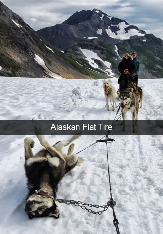 hilarious-dog-snapchats6_e