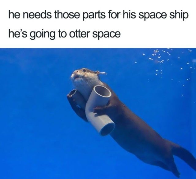 funny-wholesome-animal-memes-9_e