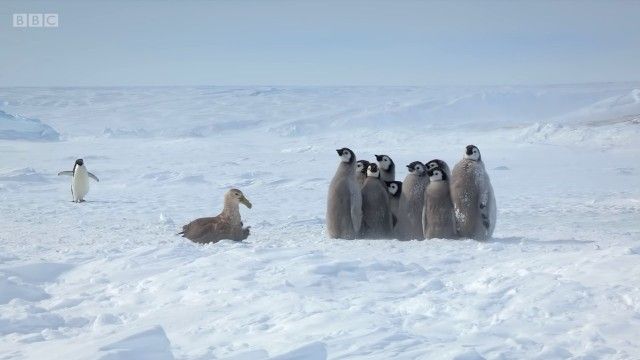 penguinchicks8_e