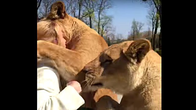 lionhug3