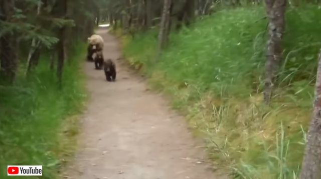 bearncubs3_640