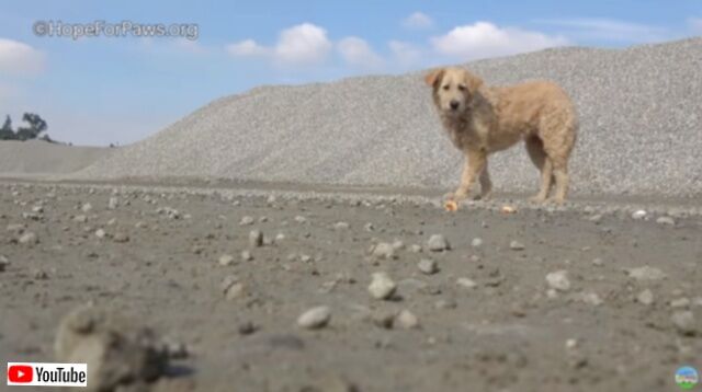 Hope For Paws～砂利工場に捨てられていた犬、無事保護されて第二の犬生を歩み始める