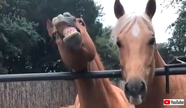 funnyhorses3_640