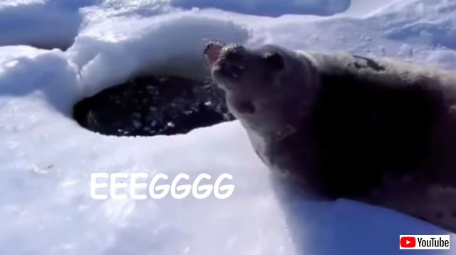 seadoggo2_640