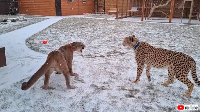 snowpuma7_640