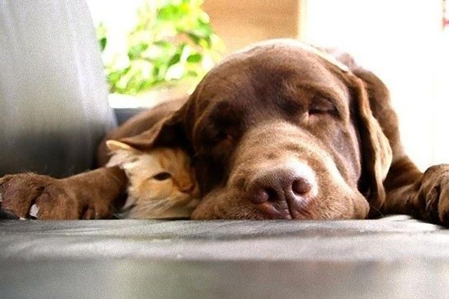 catndogcute3_e