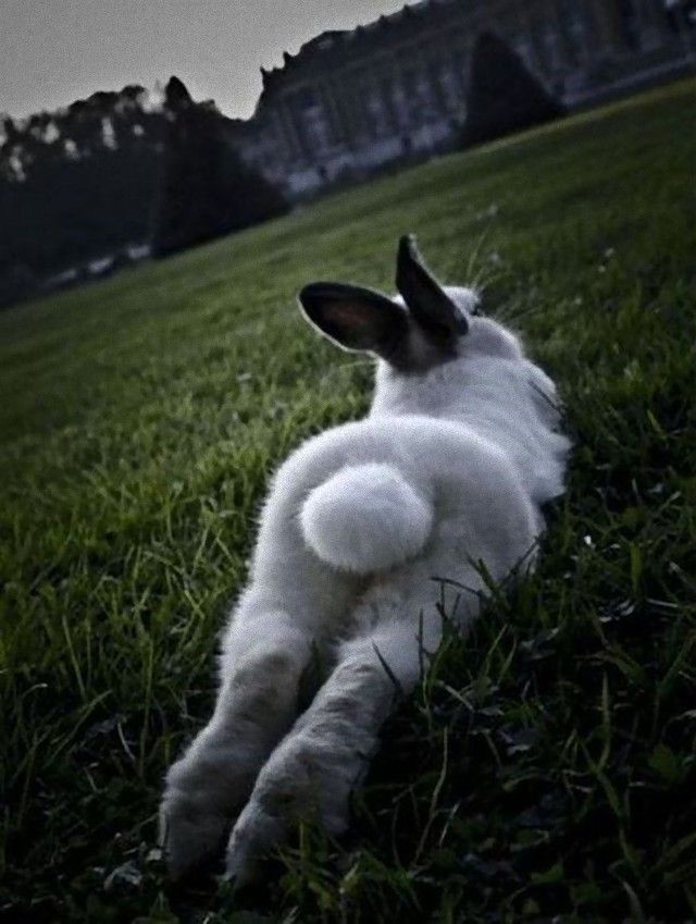 rabbitbums10_e