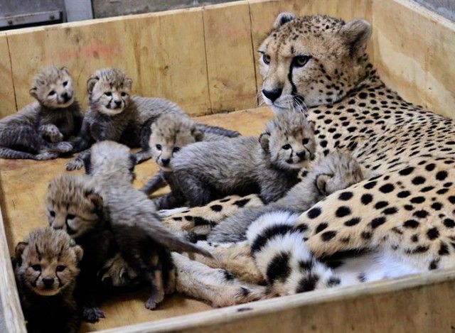 cheetah-eight-cubs-st-louis-zoo-5-5a4f6fd0e95e9__700_e