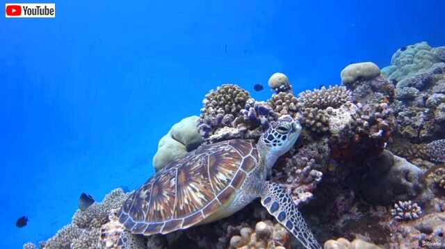 maldives9_640