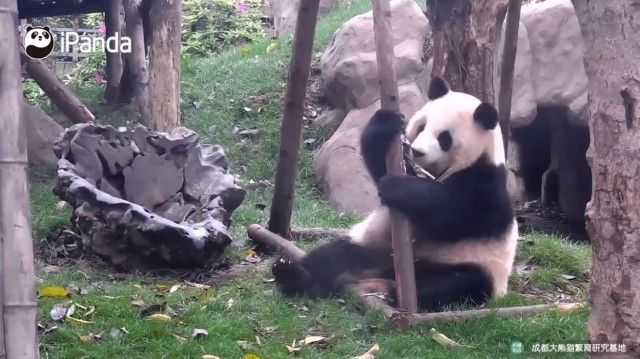 pandasntree0_e