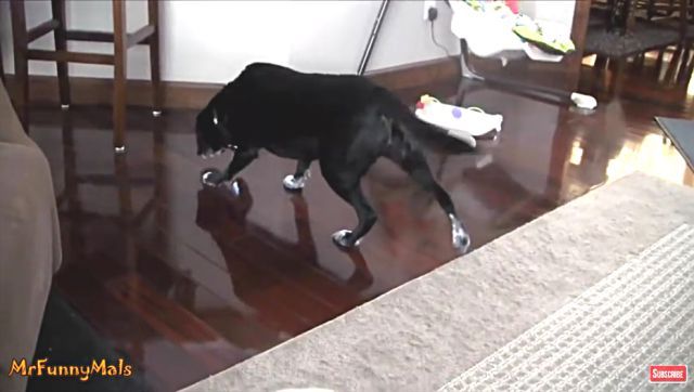 floordog2