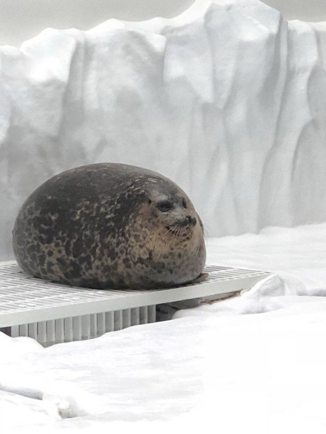 round-animals2_e