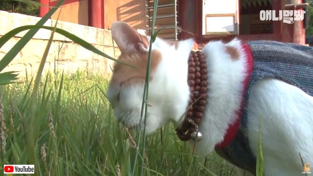 buddhacat7_640