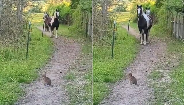 horsenbunny2_640