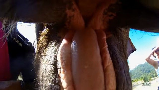 closeupelephant4_e