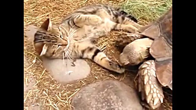 catntortoise6