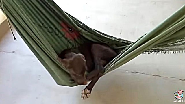 hammockdog2