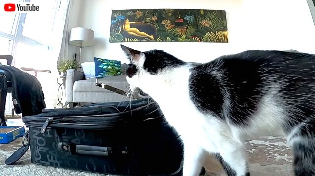 猫を置いて旅に出るなど許さにゃい 行かせない とスーツケースを占拠するにゃんこ カラパイア 猫を置いて旅に出るなど許さにゃい 行かせない とスーツケースを占拠するにゃんこ カラパイア