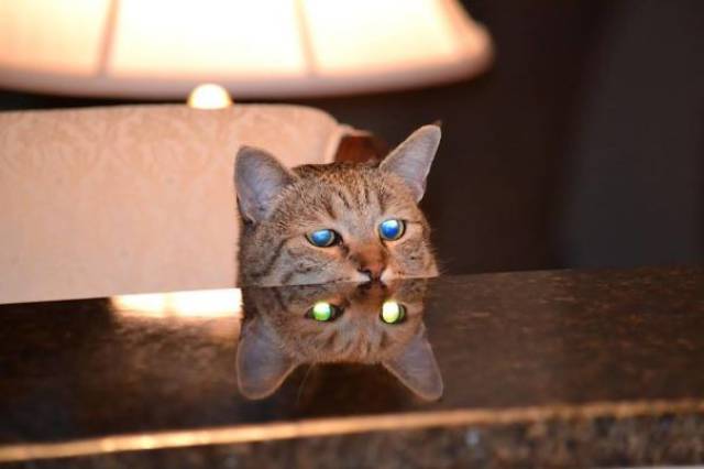 cat-4