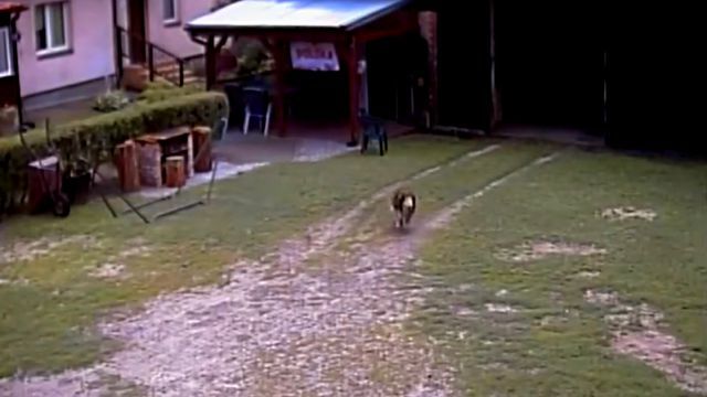 dogsavedchicken3