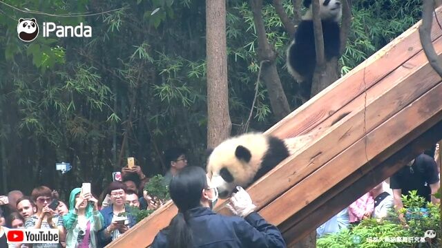 pandaslide3_640