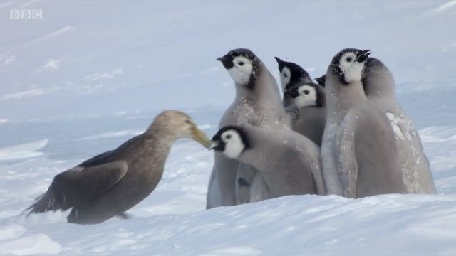 penguinchicks5_e