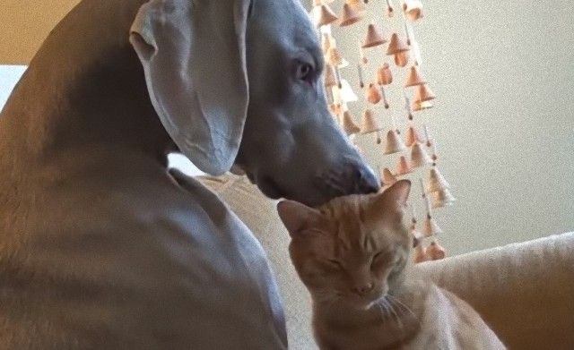 bestpetmarch0_e