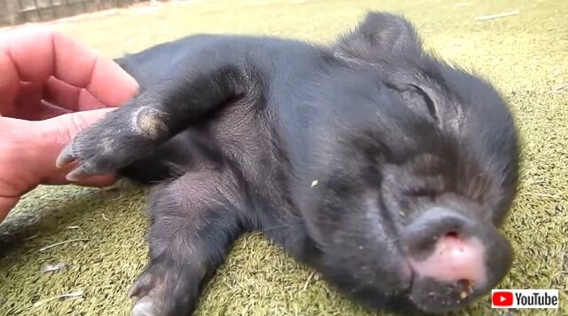 happypiglet2_640
