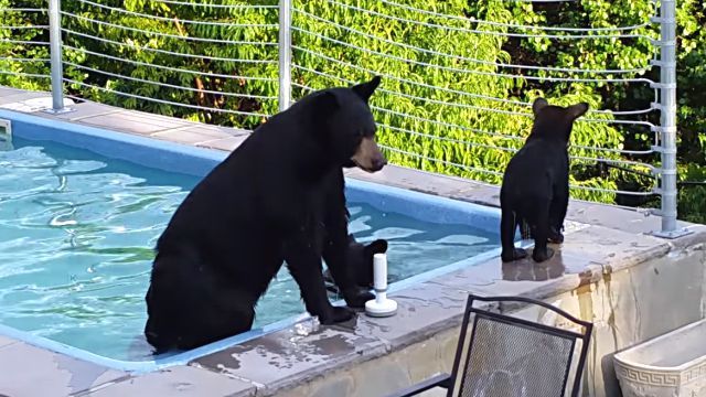 bearinpool4