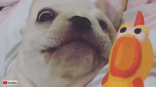 petsntoys6_640