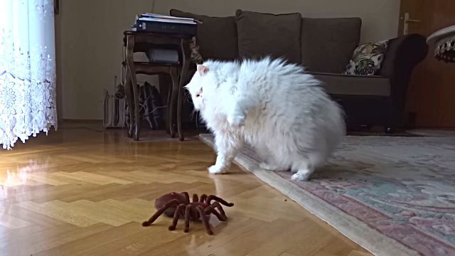 catnspider4